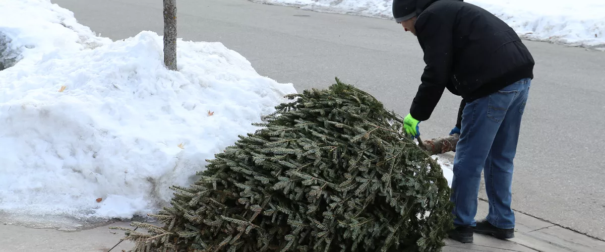 A person placing a Christmas tree on the curbside for collection.